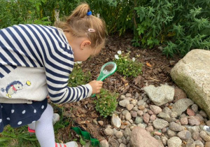 dziewczynka ogląda rośliny przez lupę na skalniaku, na terenie ogródka "Słoneczna Akademia"